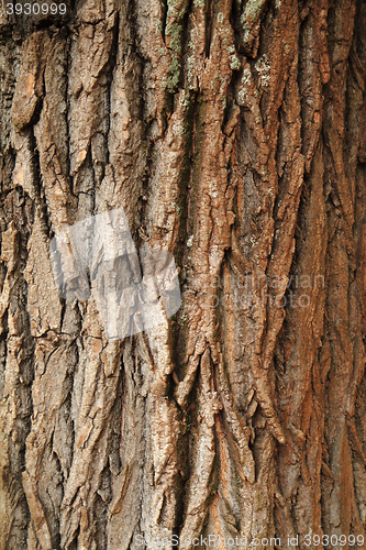 Image of natural bark texture