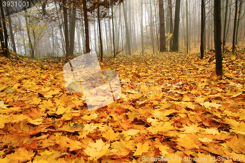 Image of autumn leaves background