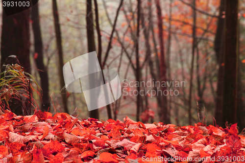 Image of autumn leaves background