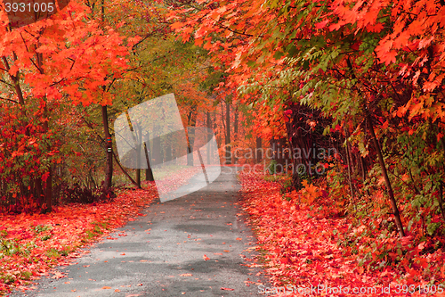 Image of color autumn forest 