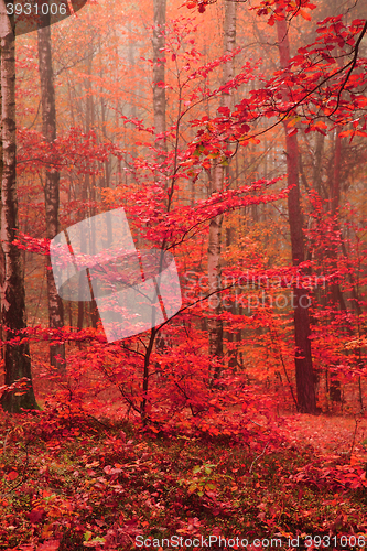 Image of color autumn forest 