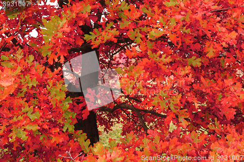 Image of color autumn forest 