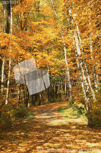 Image of color autumn forest 
