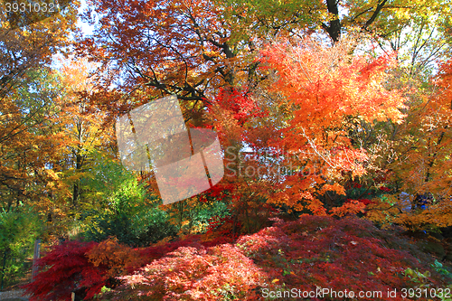Image of color autumn forest 