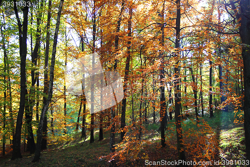 Image of color autumn forest 