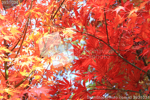 Image of autumn leaves background