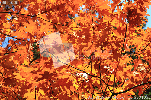 Image of autumn leaves background