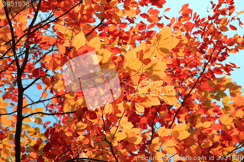Image of autumn leaves background