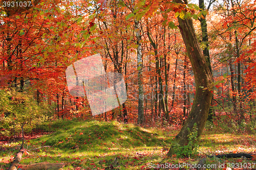 Image of color autumn forest 