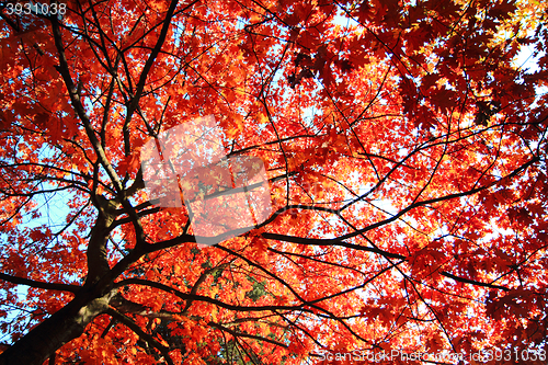 Image of autumn leaves background