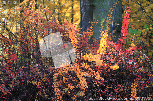 Image of autumn leaves background