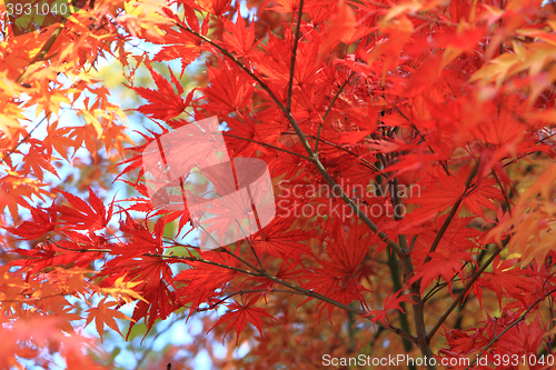 Image of autumn leaves background