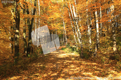 Image of color autumn forest 