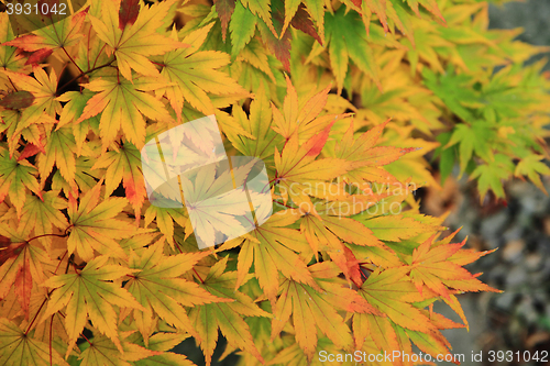 Image of autumn leaves background