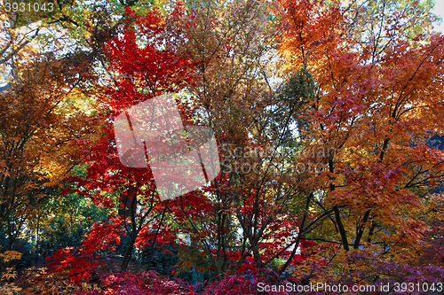 Image of color autumn forest 