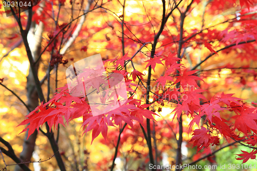 Image of autumn leaves background