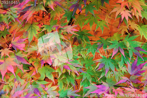 Image of autumn leaves background