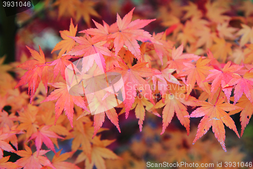 Image of autumn leaves background