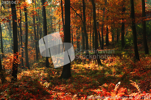 Image of color autumn forest 