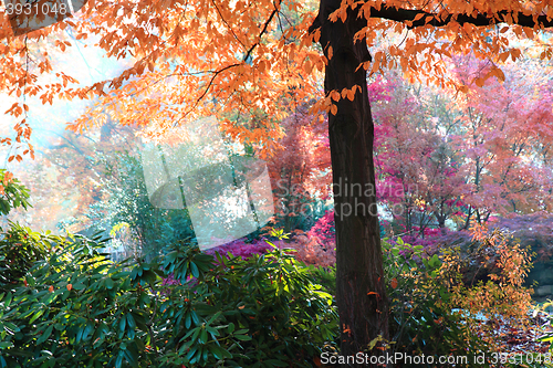 Image of color autumn forest 