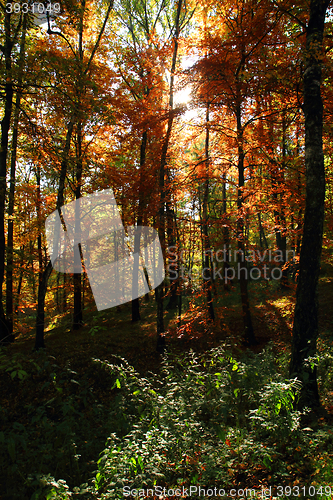 Image of color autumn forest 