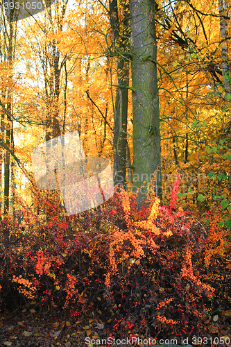Image of color autumn forest 