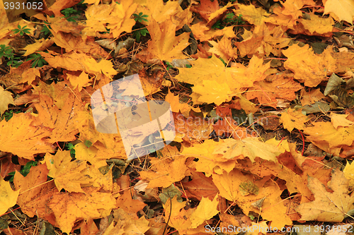 Image of autumn leaves background