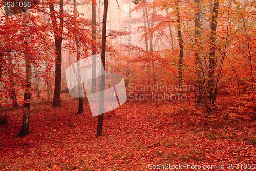 Image of color autumn forest 