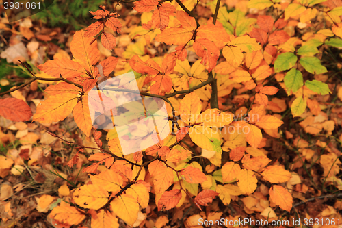 Image of autumn leaves background