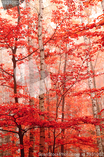 Image of color autumn forest 