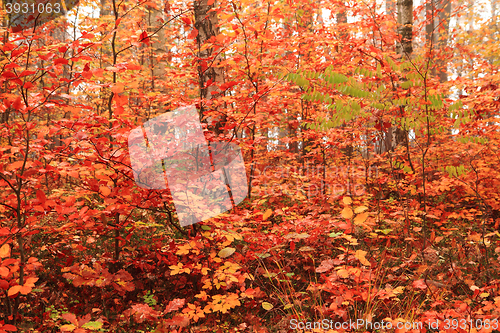 Image of color autumn forest 