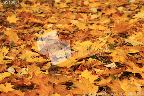 Image of autumn leaves background