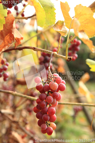 Image of autumn red grapes