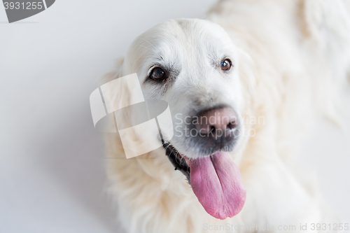 Image of close up of golden retriever dog