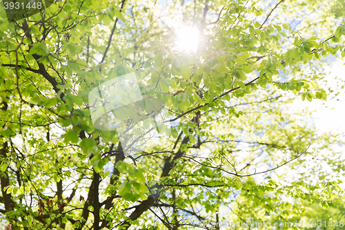 Image of close up of tree with green leaves in garden