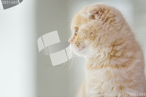 Image of close up of scottish fold kitten