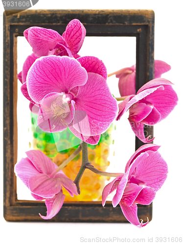 Image of Orchid