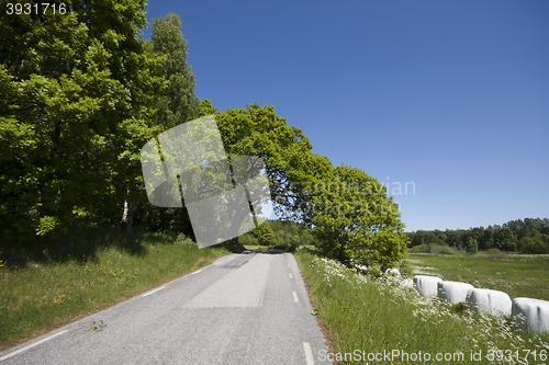 Image of tree over the road