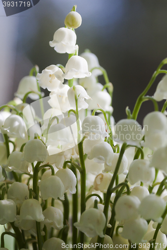 Image of lily of the valley