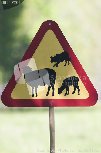 Image of warning sheep herding