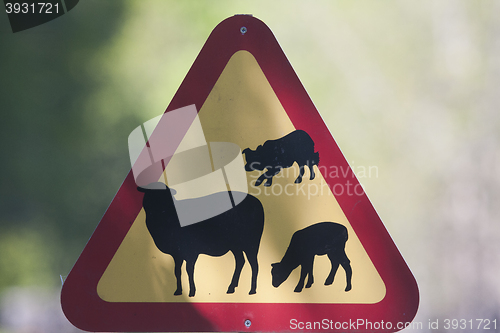 Image of warning sheep herding