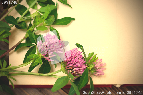 Image of clover blossoms. close up