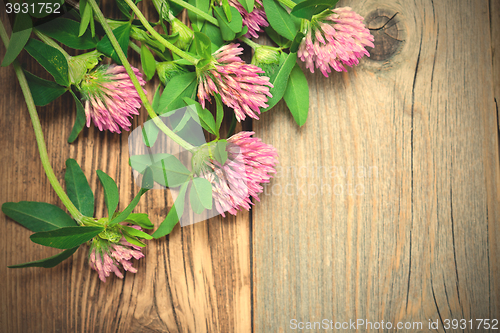 Image of clover blossoms