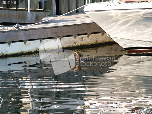 Image of seabird and boat