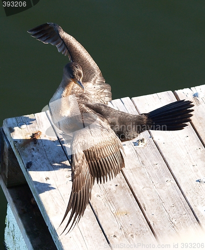 Image of seabird drying wings