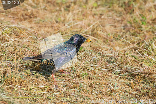 Image of European Starling on the Ground