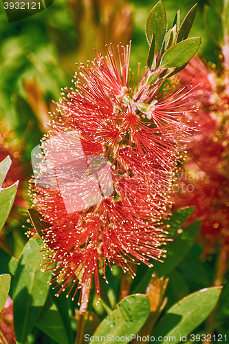 Image of Pohutukawa in Bloom