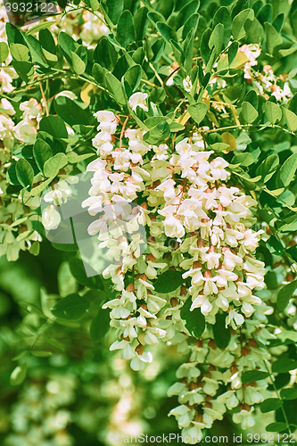 Image of White Flowers of Wisteria