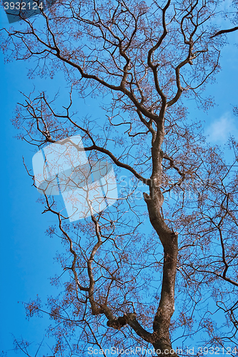 Image of Bare Tree against Sky