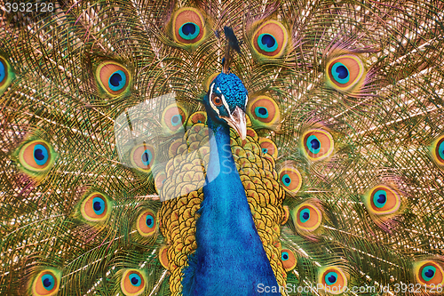 Image of Portrait Of Peacock